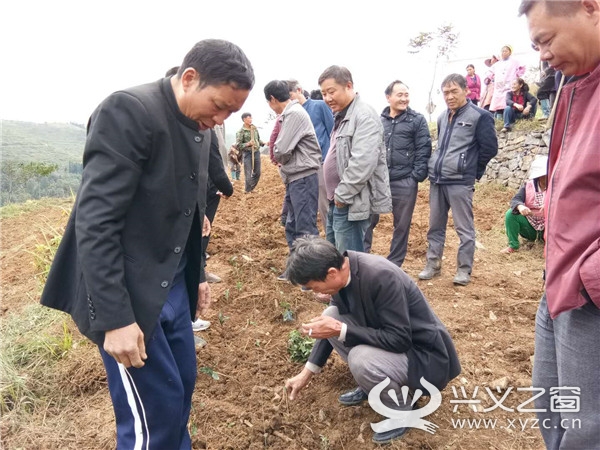 普安县高棉乡抢抓天气强力推进茶叶种植工作