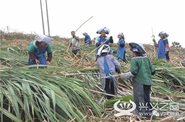 兴义之窗 本地资讯 七县义市 贞丰     沙坪镇立足土地和气候优势