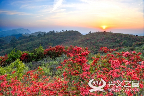 兴义市七舍镇盛开的杜鹃花:人间四月天 火红杜鹃花