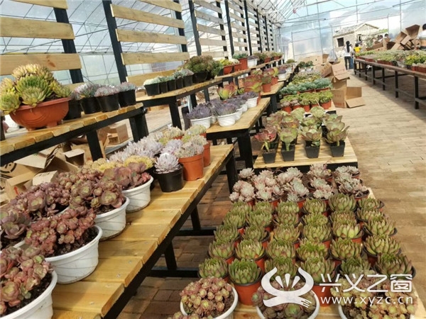 兴义市乌沙镇发展多肉植物环保产业助力脱贫攻坚