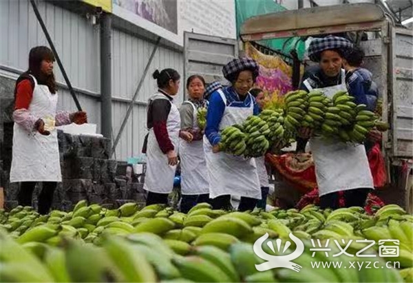 全国糯米蕉种植面积最大的县一项基尼斯纪录在册亨诞生