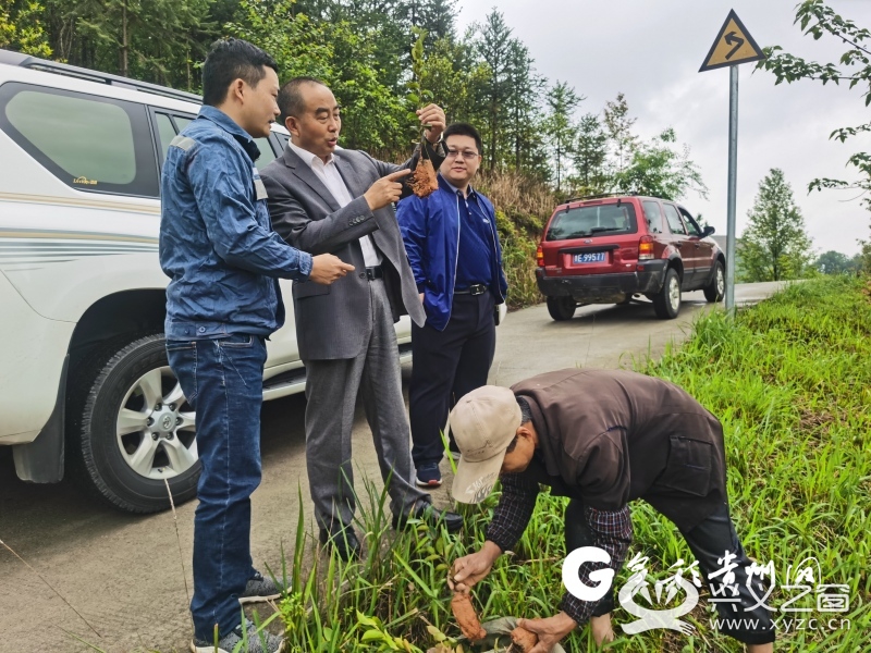 书记鄢富品实地查看了纳福村2021年帮扶项目油茶果种植现场实施情况