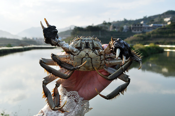 探访普安县清水大闸蟹养殖基地 黔西南螃蟹吃里也能爬外