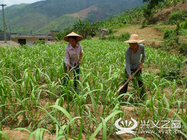 德臥甘河村種植1200畝甘蔗助農增收1200萬元