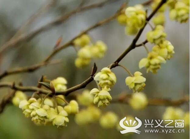 中文學名:山雞椒 家族:屬樟科木姜子 江湖人稱:木姜子,山蒼子