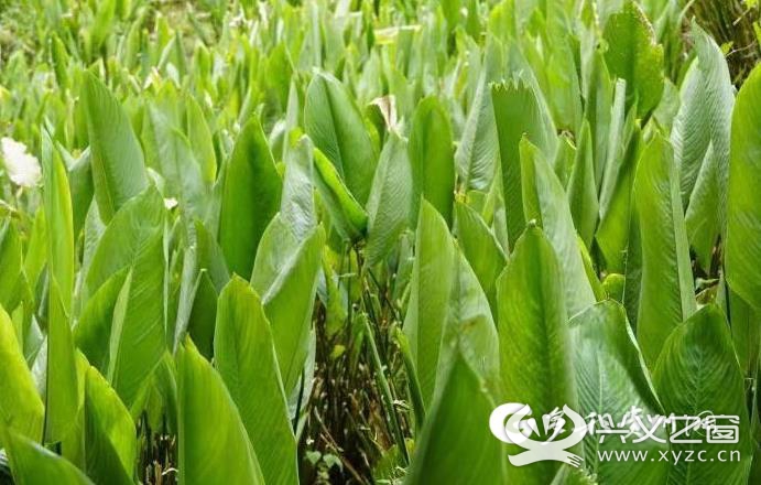 江西粽叶种植基地图片