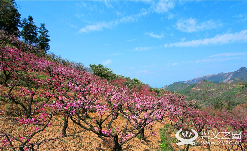 约吗顶效桃花谷桃花竞相开放赴一场与春天的相会