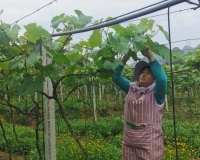 义龙新区金锦葡萄种植农场葡萄长势喜人