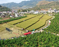 ˼ׯʹ壺޲׿